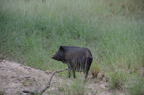 Wild pig.  Introduced pest.