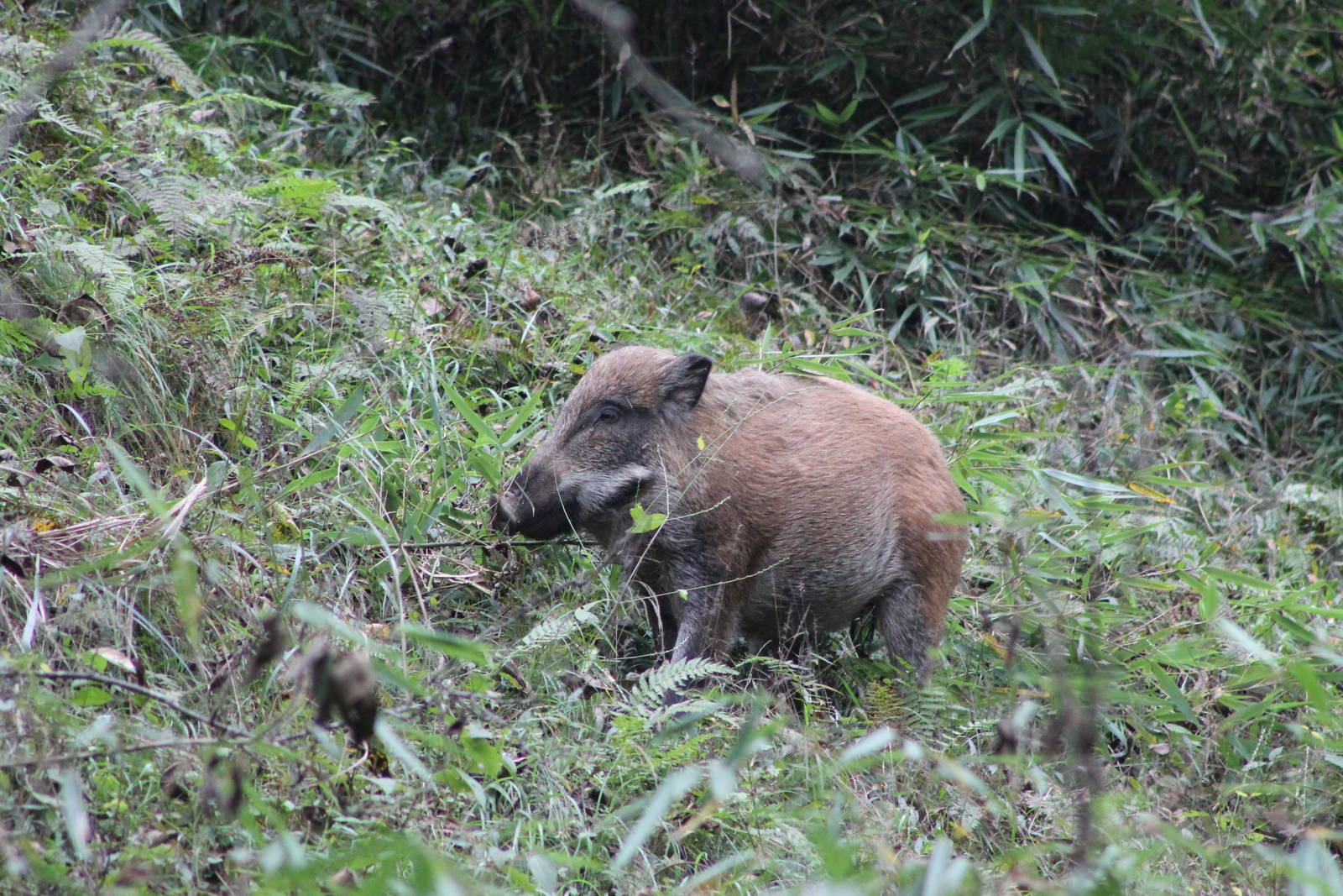 wild pig (Sus scrofa)