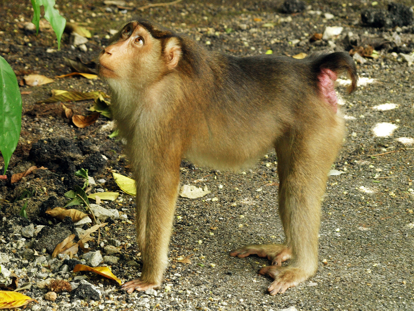 Wild pig-tailed macaque