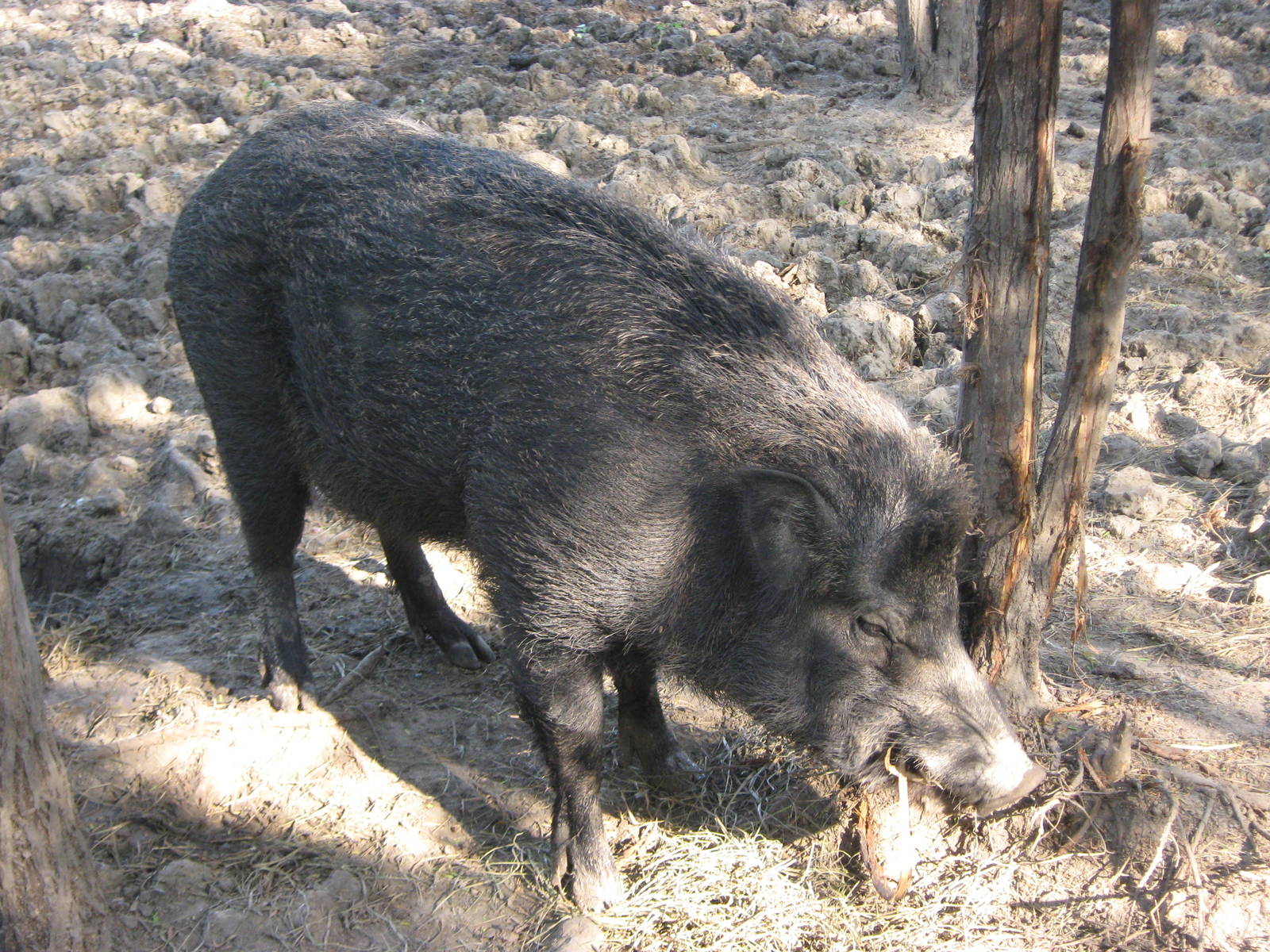 Wild Pig