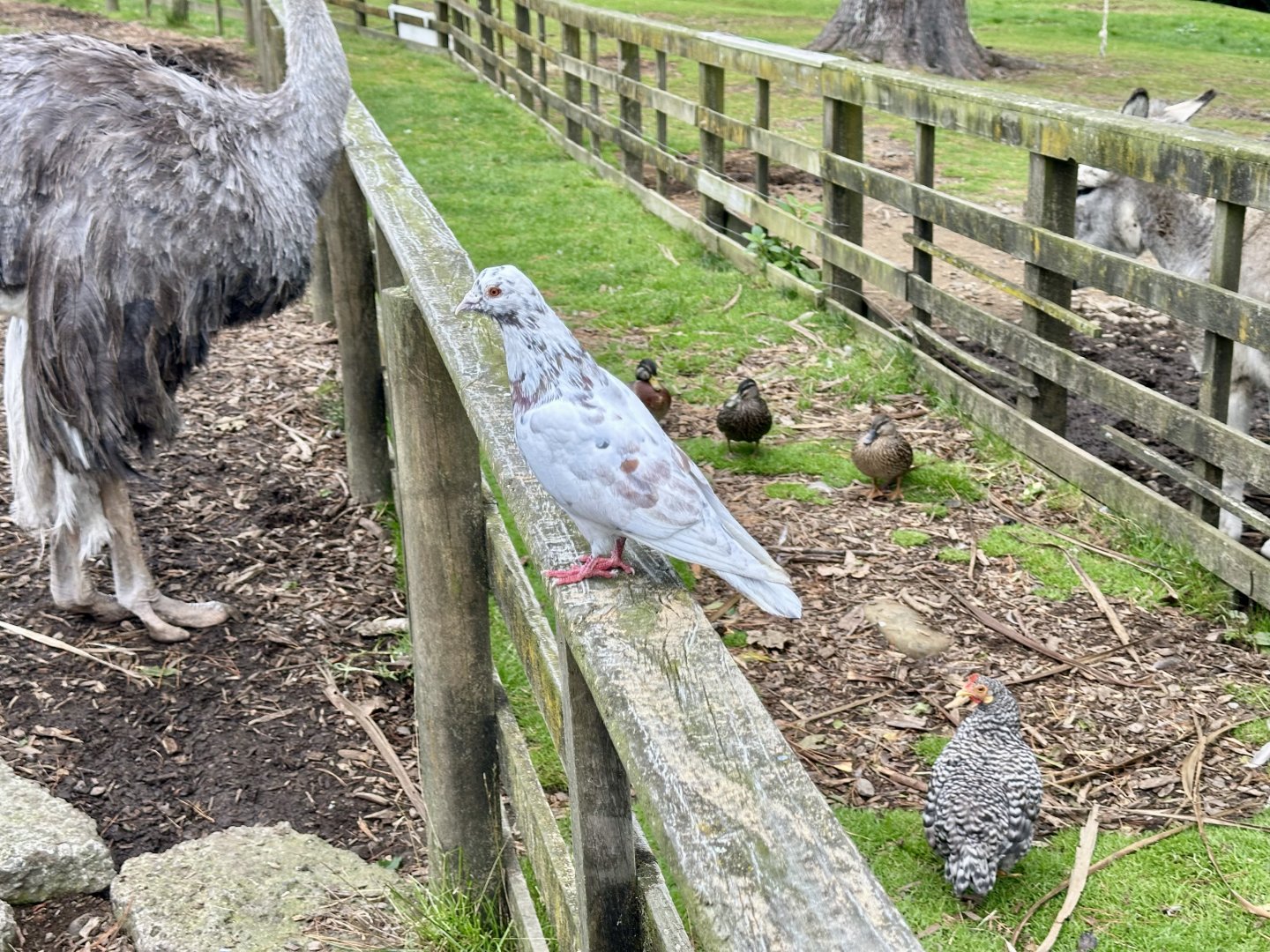 Wild Pigeon (Four Bird Species in One Photo)