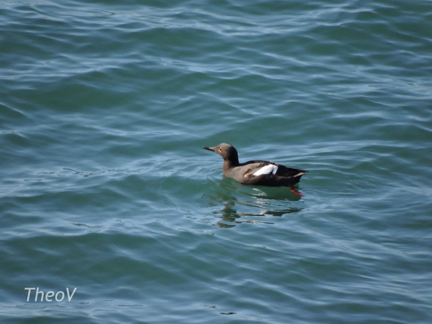 Wild pigeon guillemot [2015]