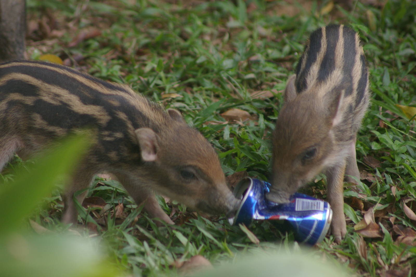 wild piglets (Sus scrofa cristatus)