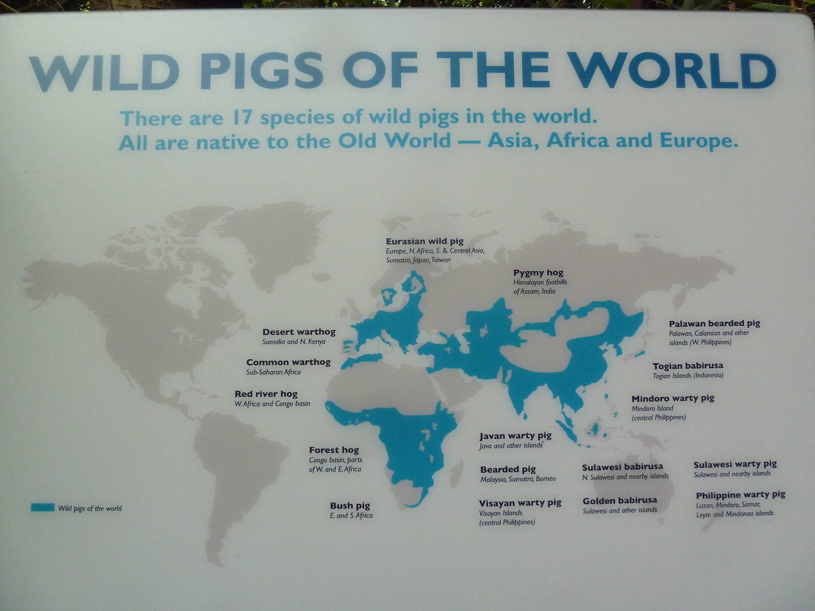 Wild Pigs Sign - 17 Species