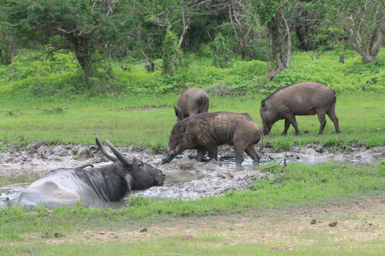 Wild Pigs (Sus scrofa cristatus) and feral Water Buffalo (Bubalus bubalis)