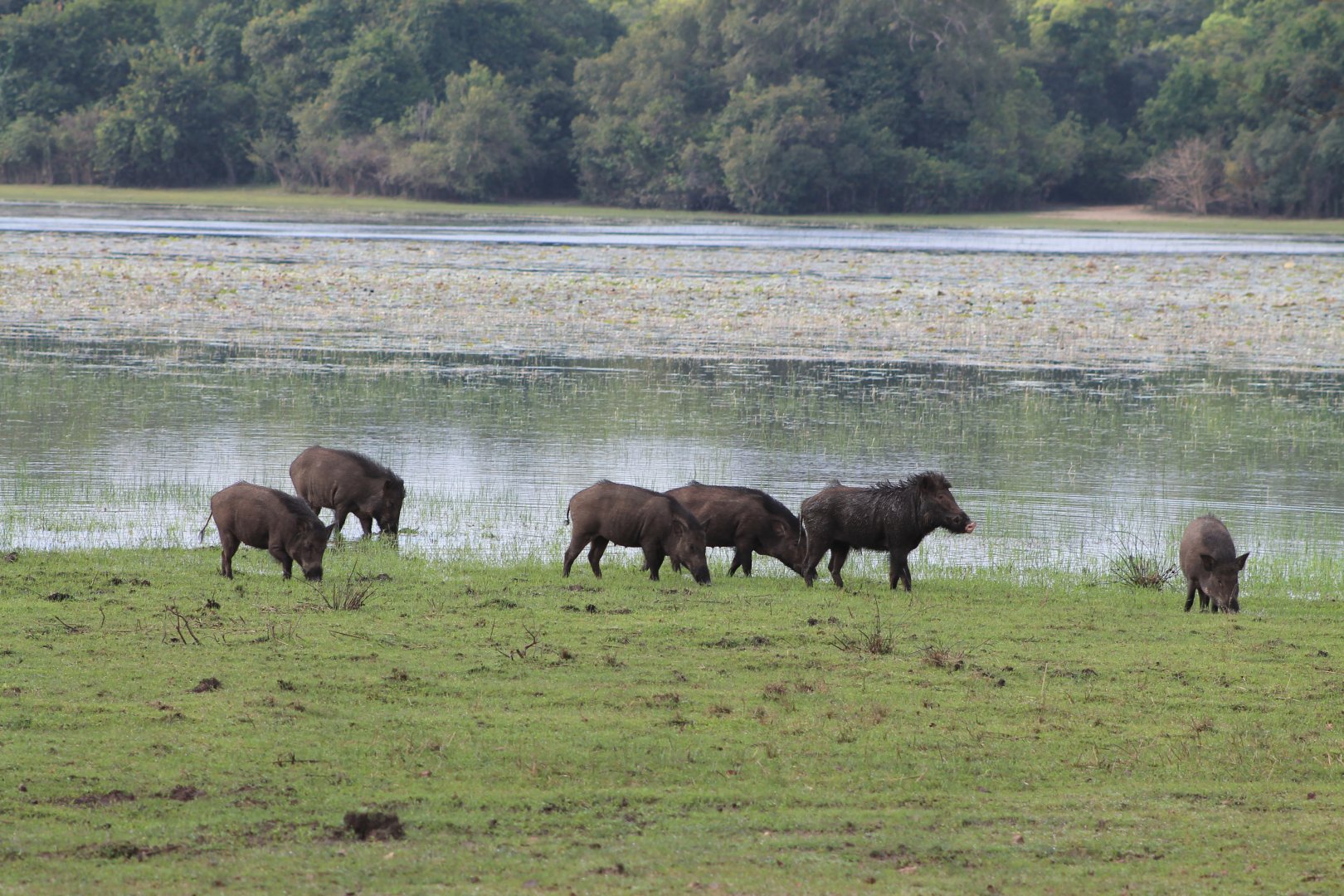 Wild Pigs (Sus scrofa cristatus)