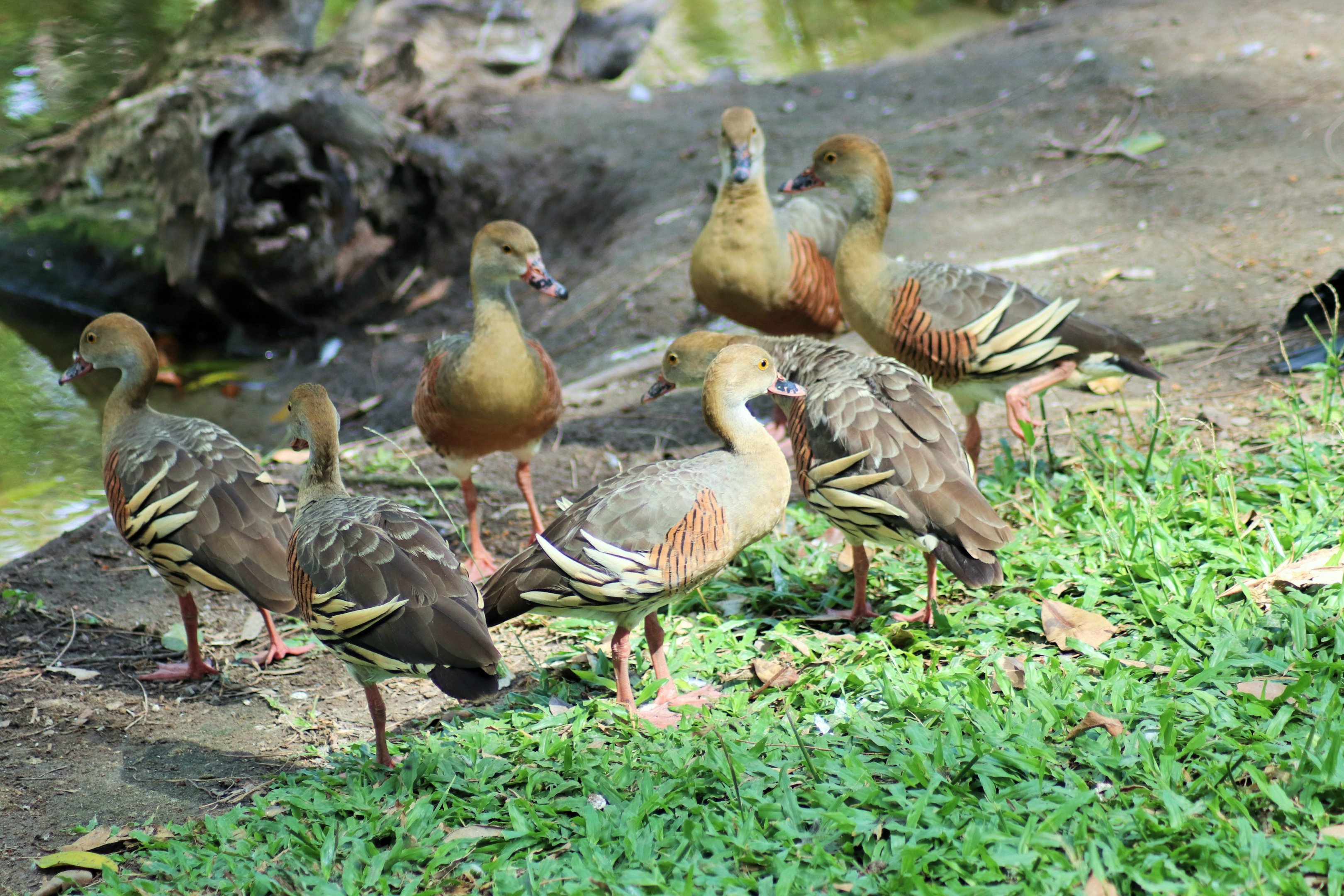 Wild Plumed Whistling Duck (Dendrocygna eytoni)