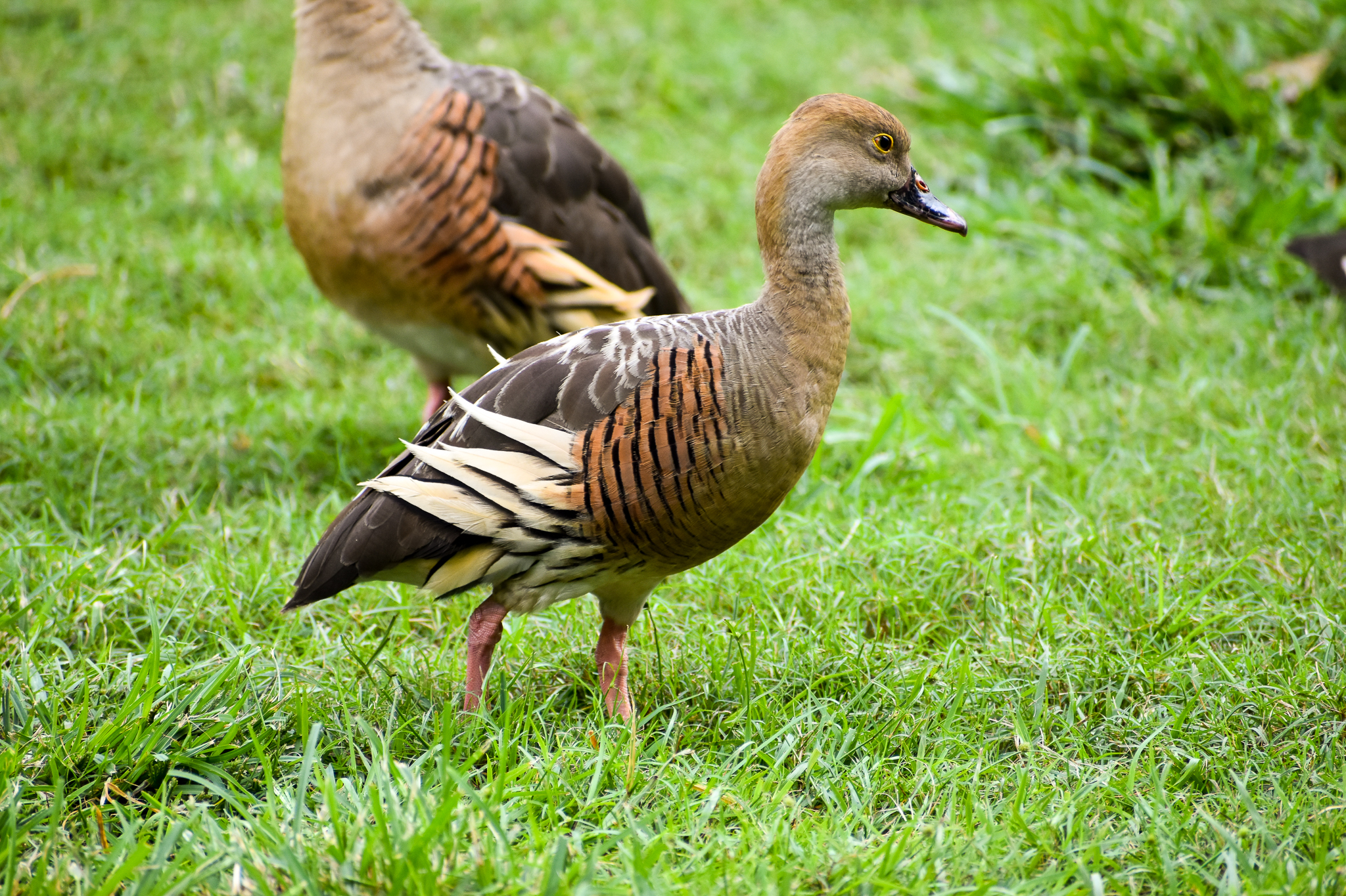 wild - Plumed Whistling Duck (Dendrocygna eytoni)