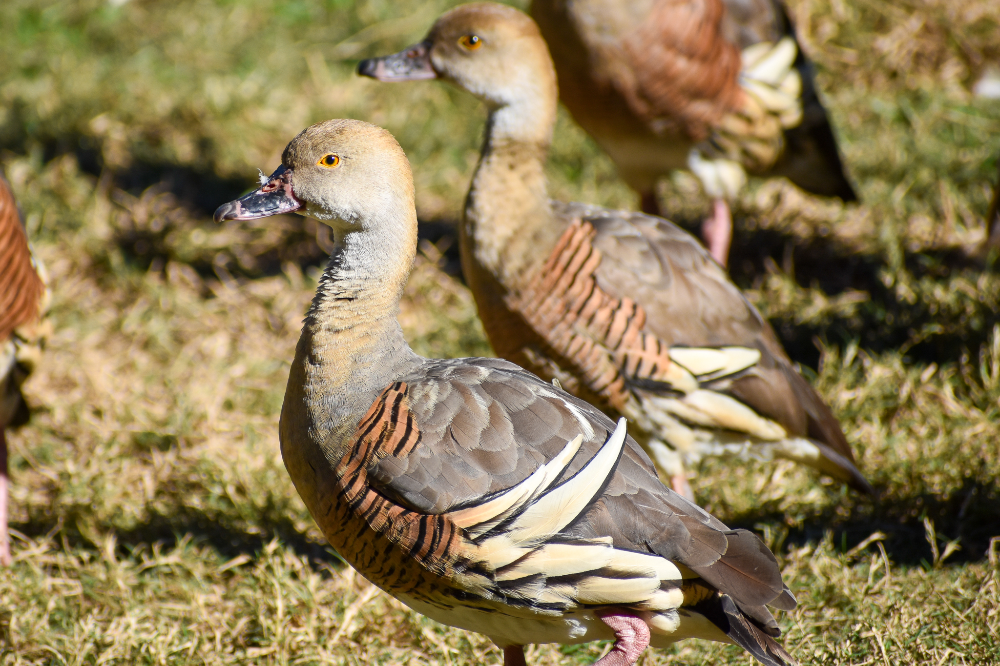 wild - Plumed Whistling Duck (Dendrocygna eytoni)