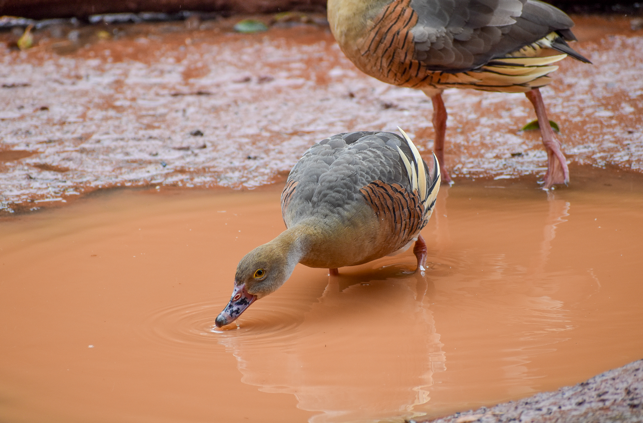 wild - Plumed Whistling-Duck