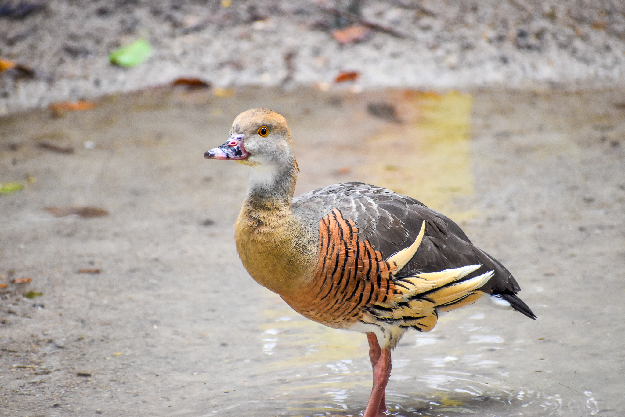 wild - Plumed Whistling-Duck