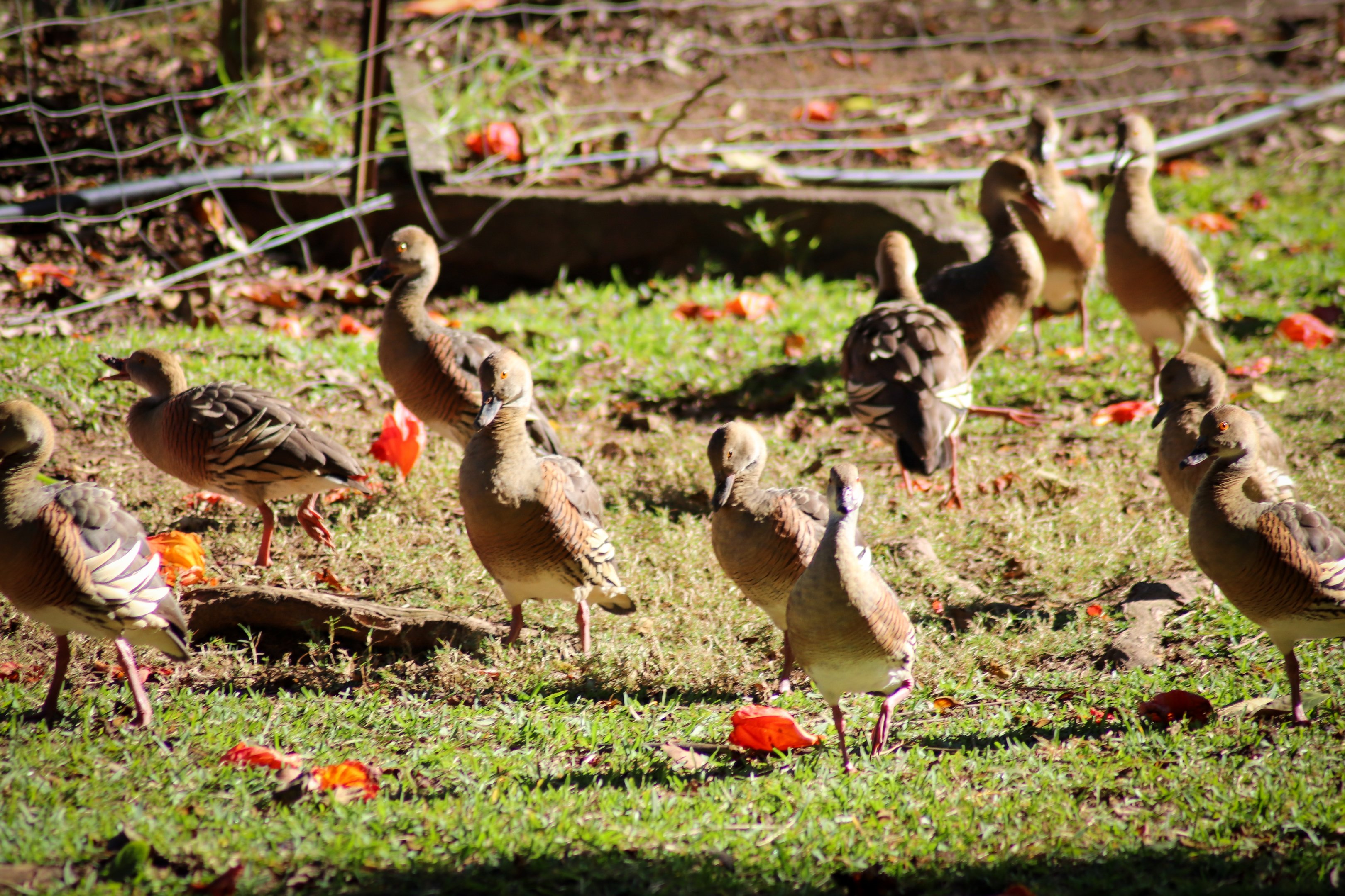 Wild Plumed Whistling Ducks (Dendrocygna eytoni)