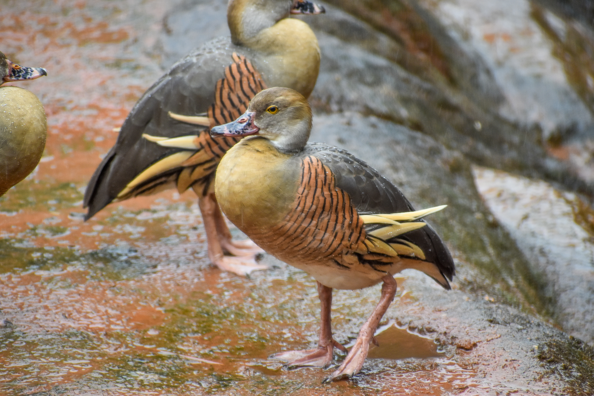wild - Plumed Whistling-Ducks