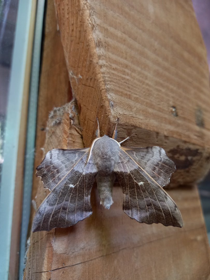 Wild Poplar Hawkmoth, August 2021