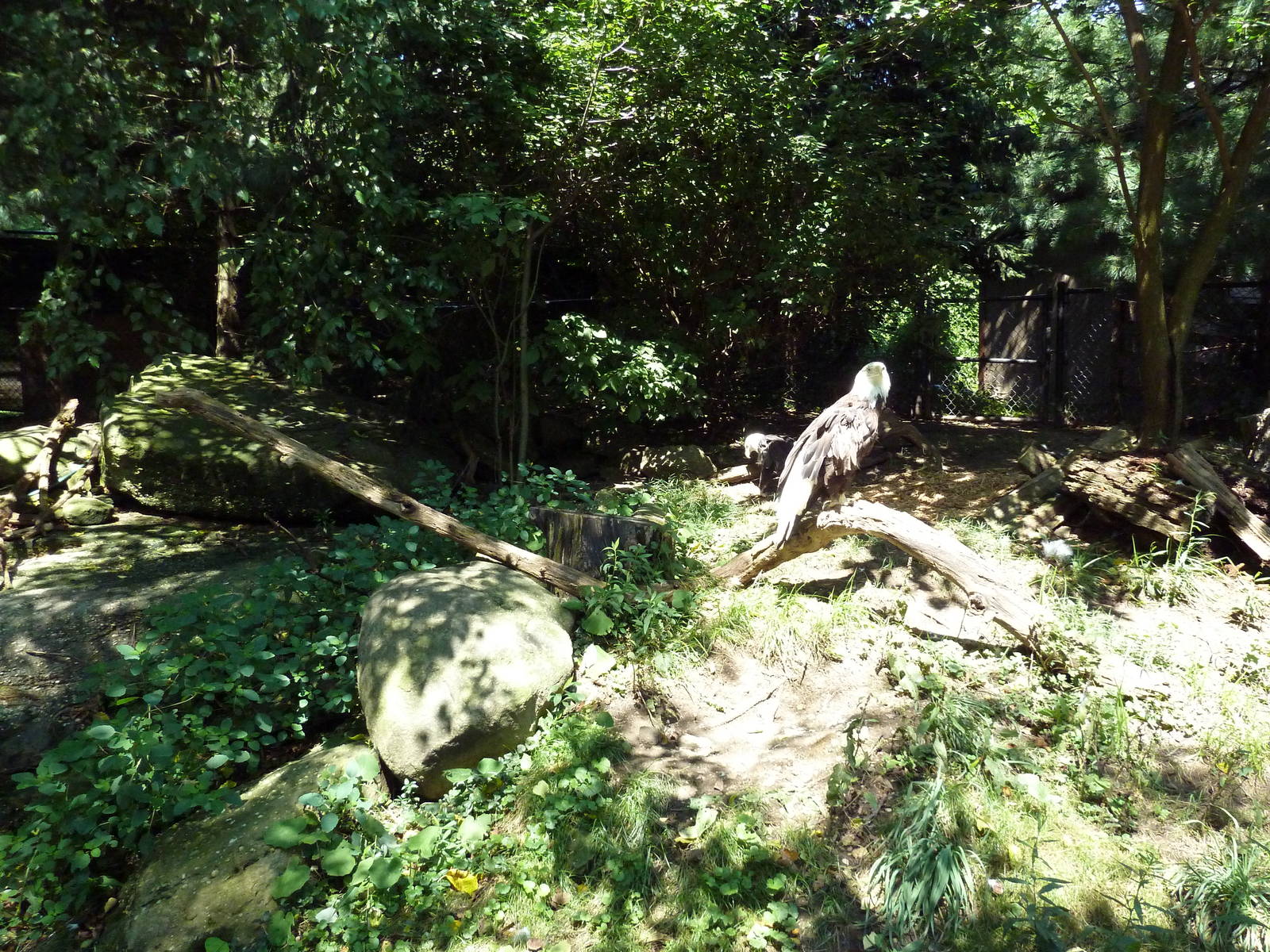 Wild Prairie - Bald Eagle Exhibit