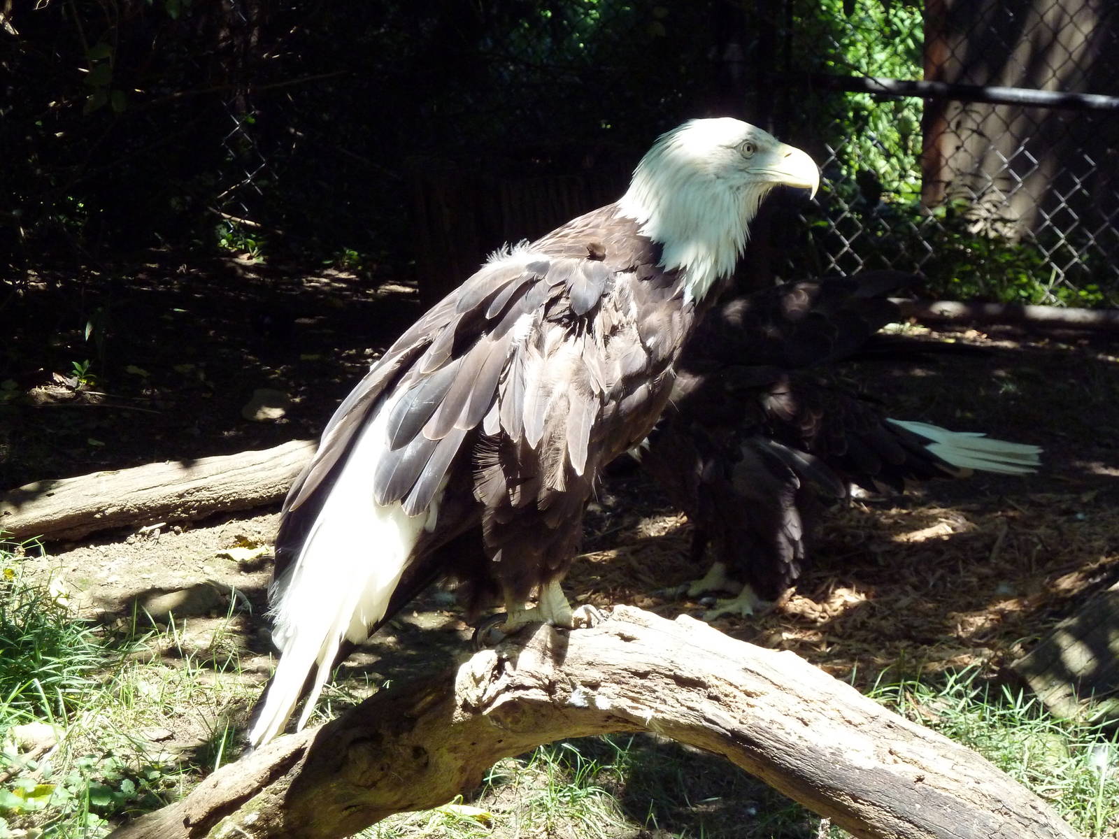 Wild Prairie - Bald Eagle