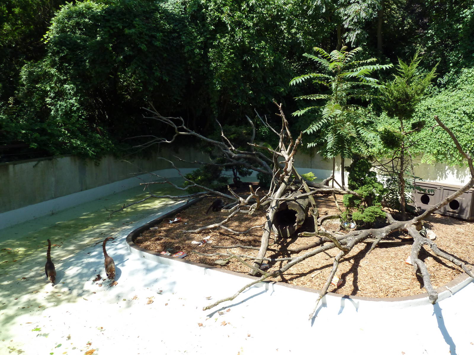 Wild Prairie - Coati Exhibit