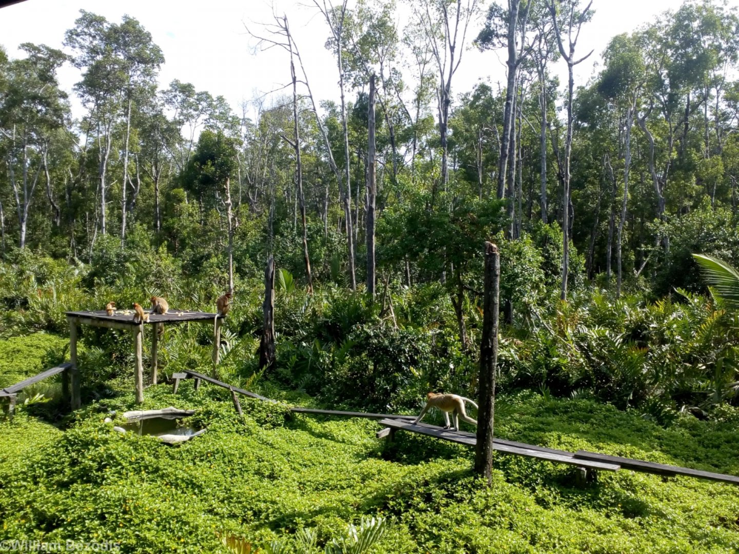 Wild Proboscis Monkey Feeding Area - Labuk Bay