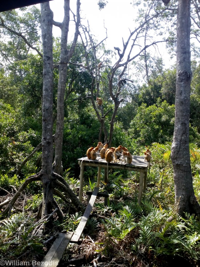 Wild Proboscis Monkey Feeding Platform - Labuk Bay