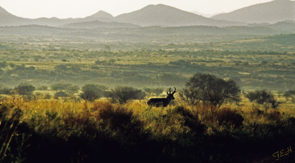 wild pronghorn