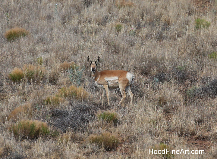 wild pronghorn