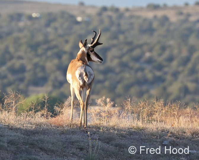 wild pronghorn