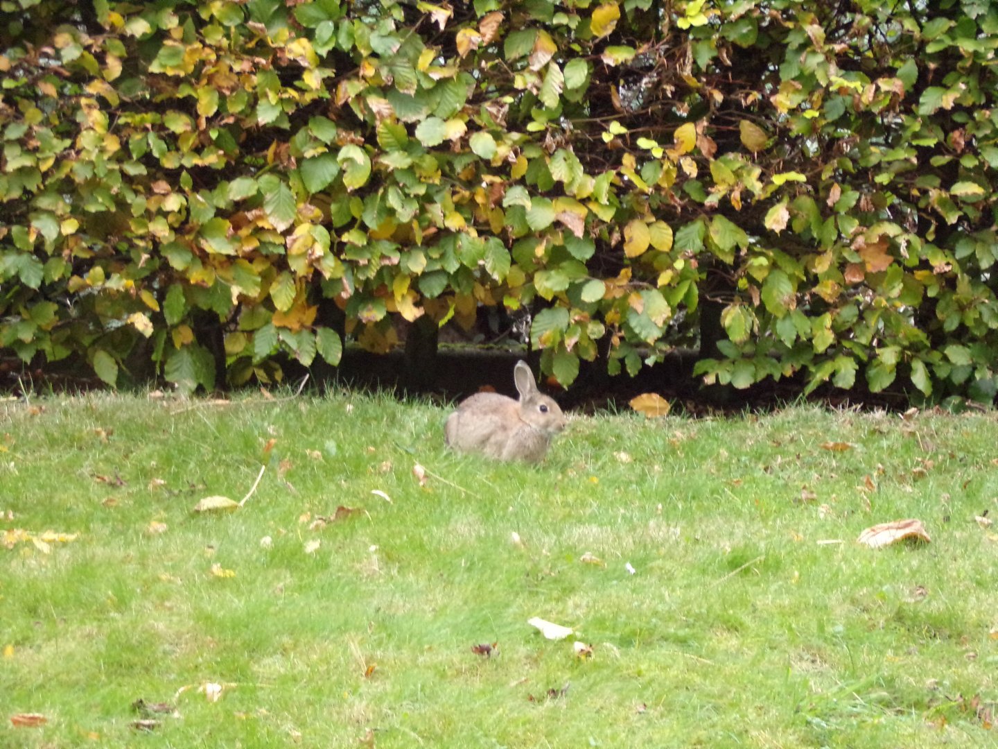 Wild rabbit 17.10.24