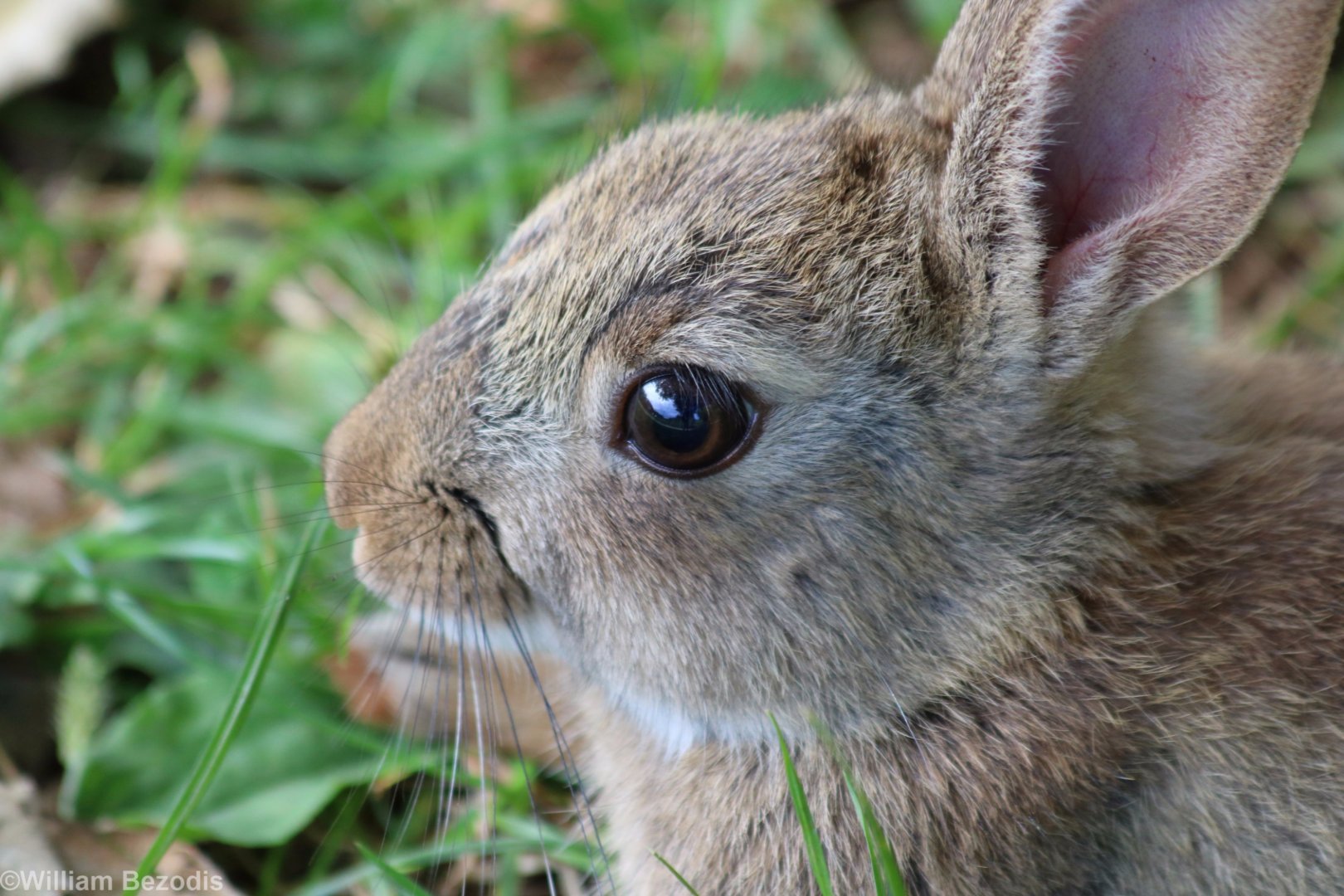 Wild Rabbit Closeup