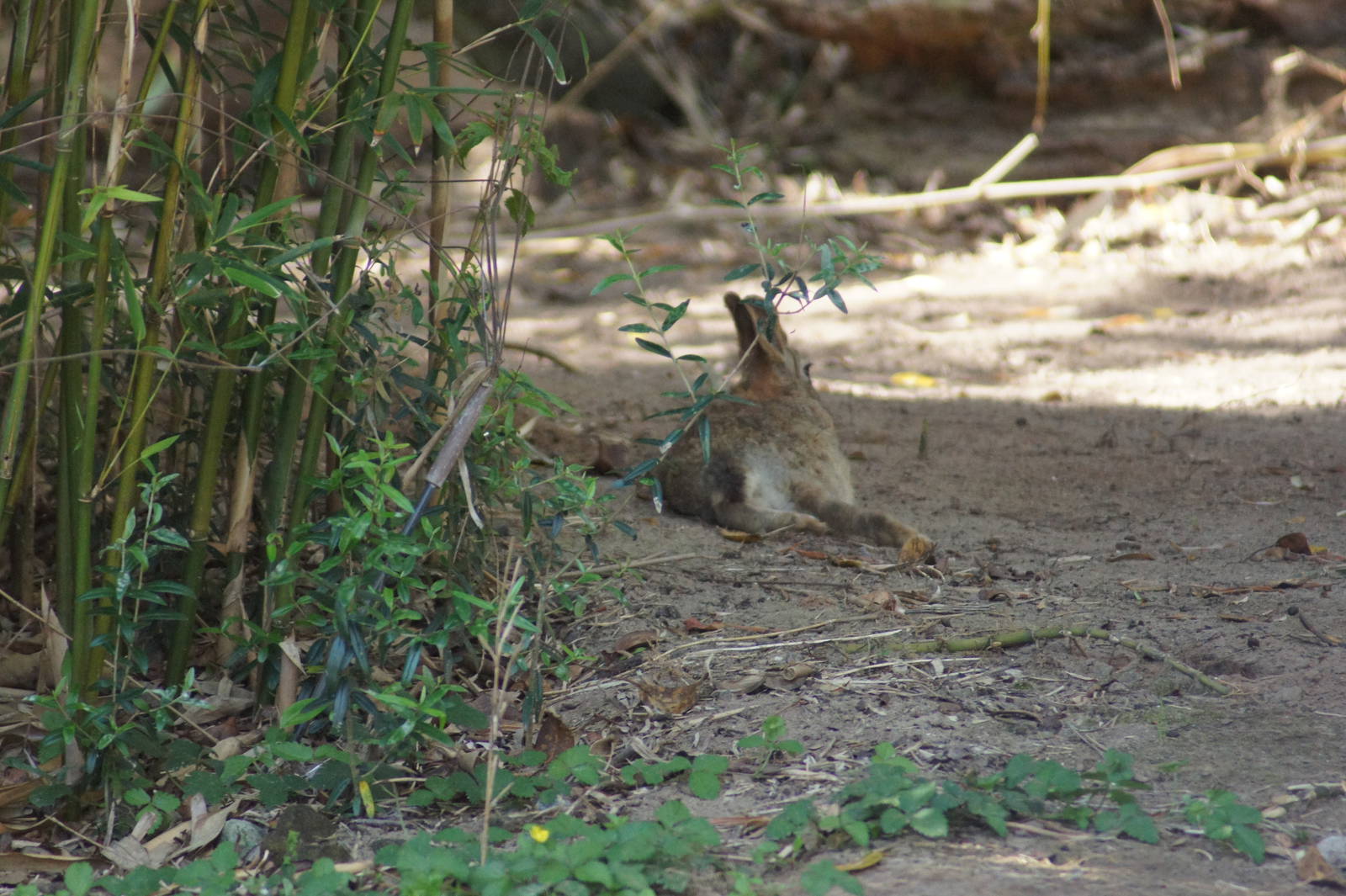 Wild Rabbit in Bongo Exhibit