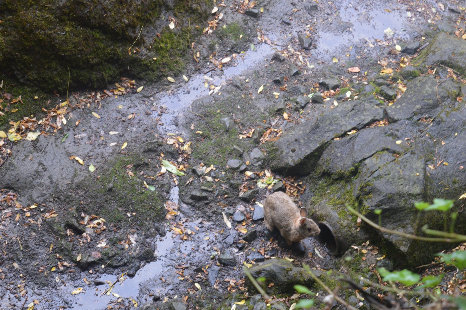 Wild Rabbit in Warthog Exhibit