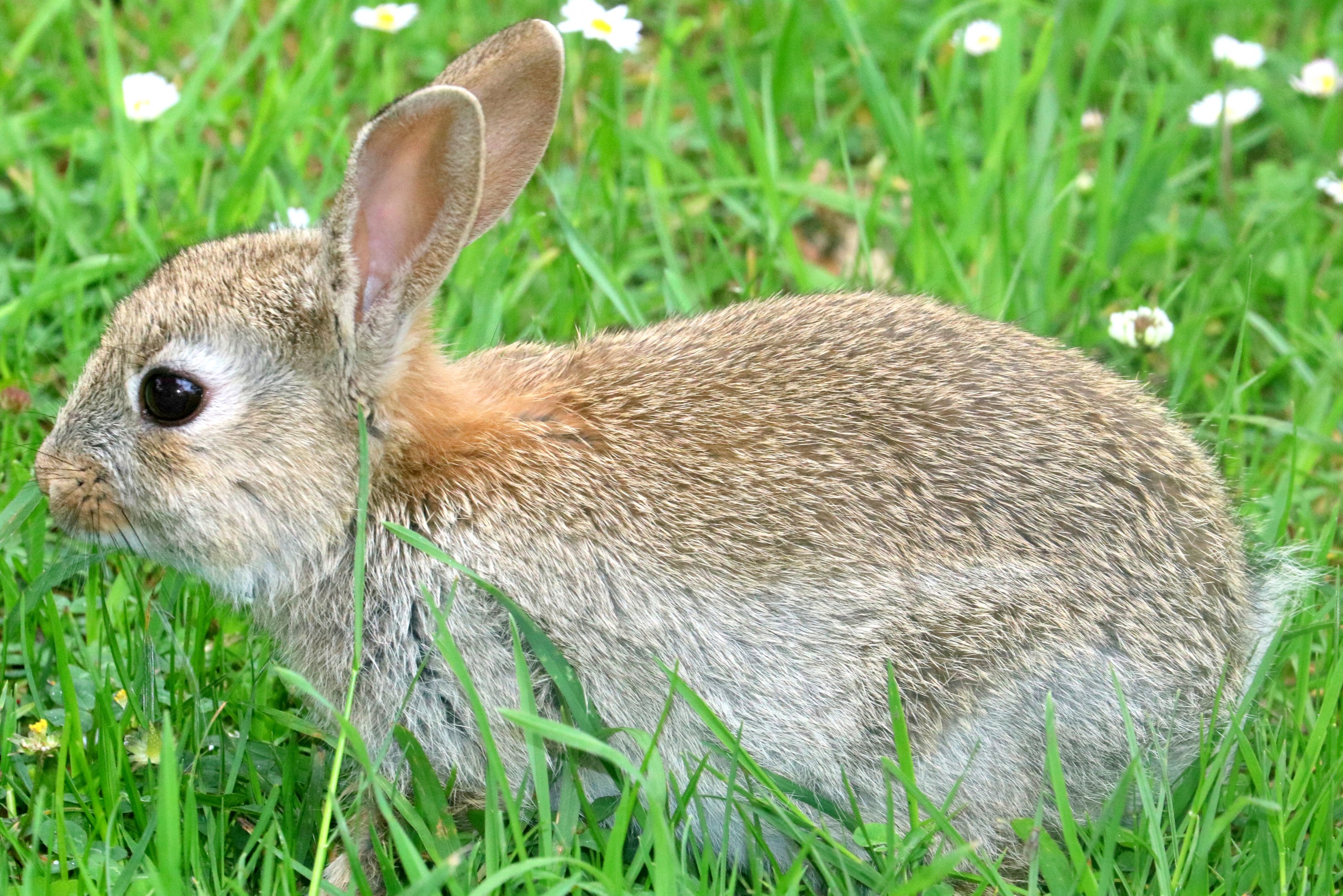 Wild rabbit; Marwell; 16th June 2019