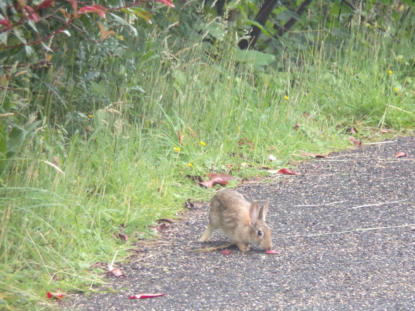 Wild rabbit on path 18.7.25