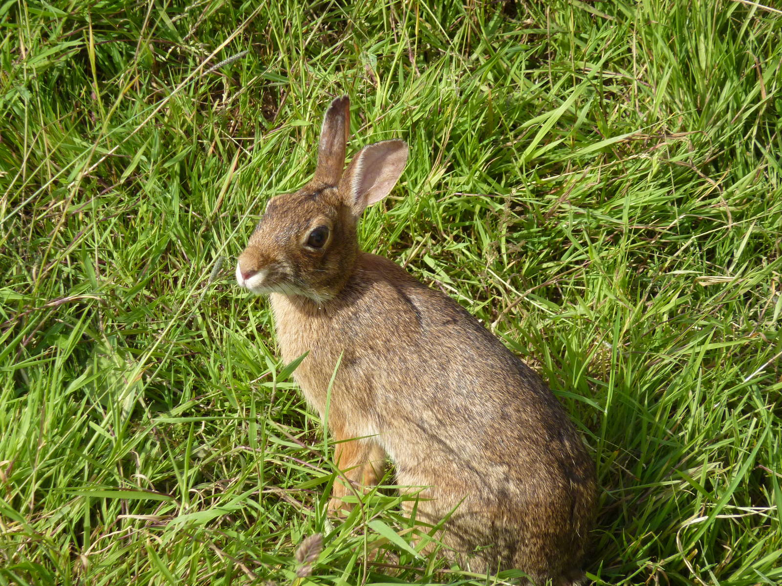 Wild Rabbit