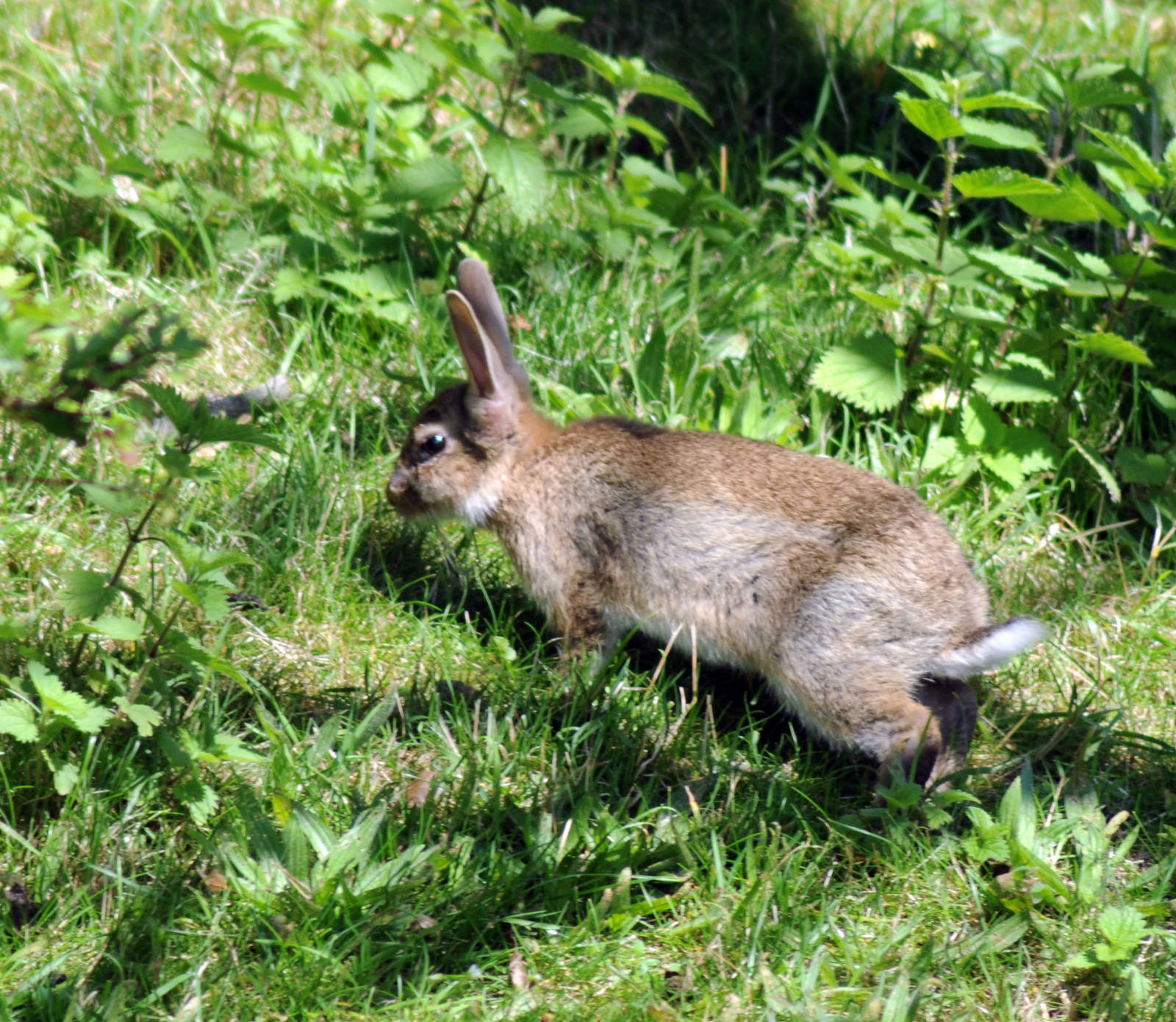 WILD RABBIT