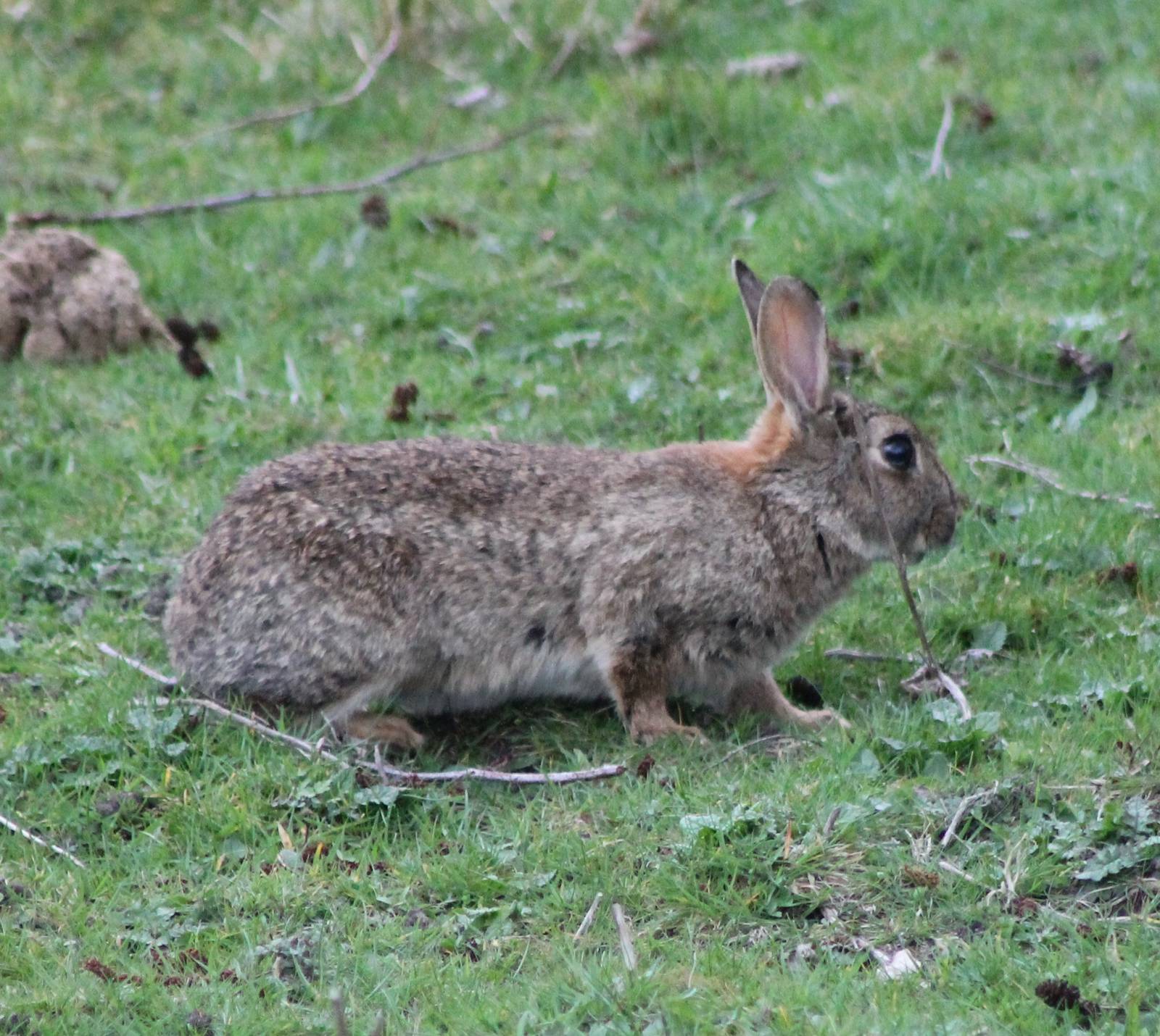 Wild rabbit