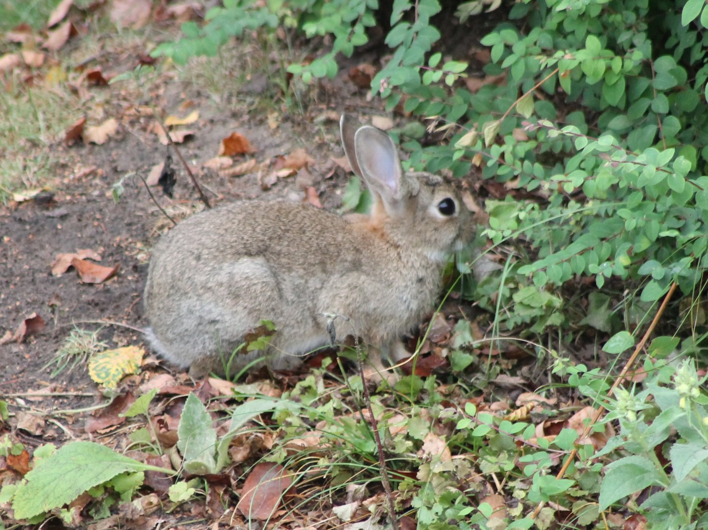 Wild rabbit