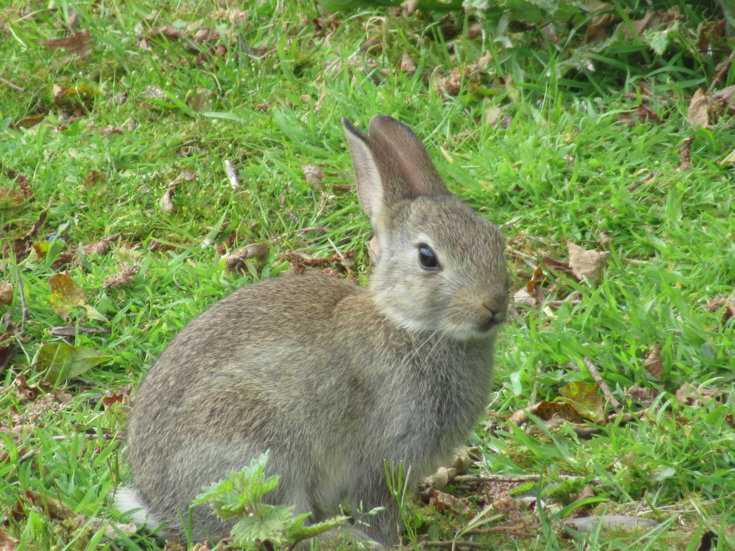Wild rabbit