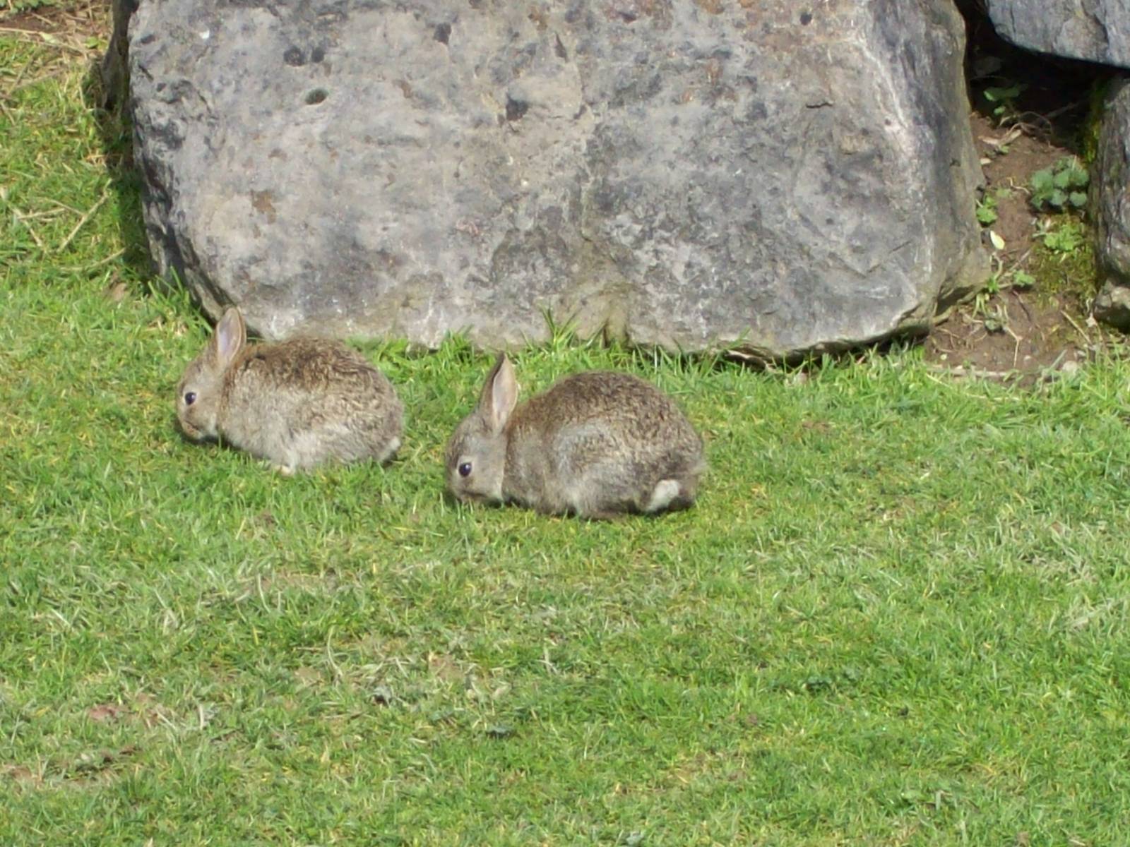 wild rabbits on birds of prey lawn