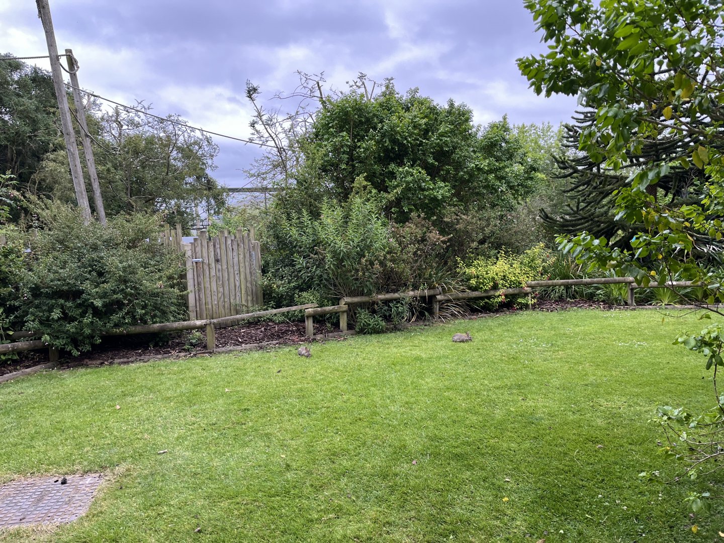 Wild Rabbits outside SOTJ 29.6.24