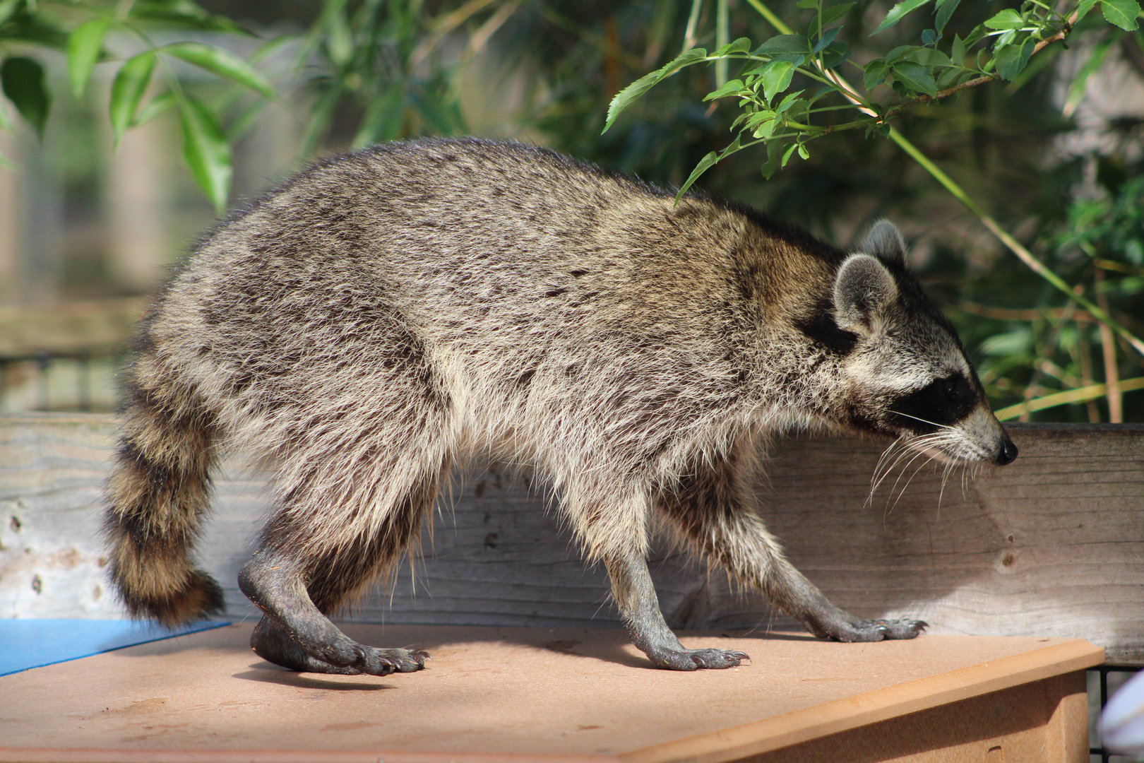 (Wild) Raccoon (Procyon lotor)
