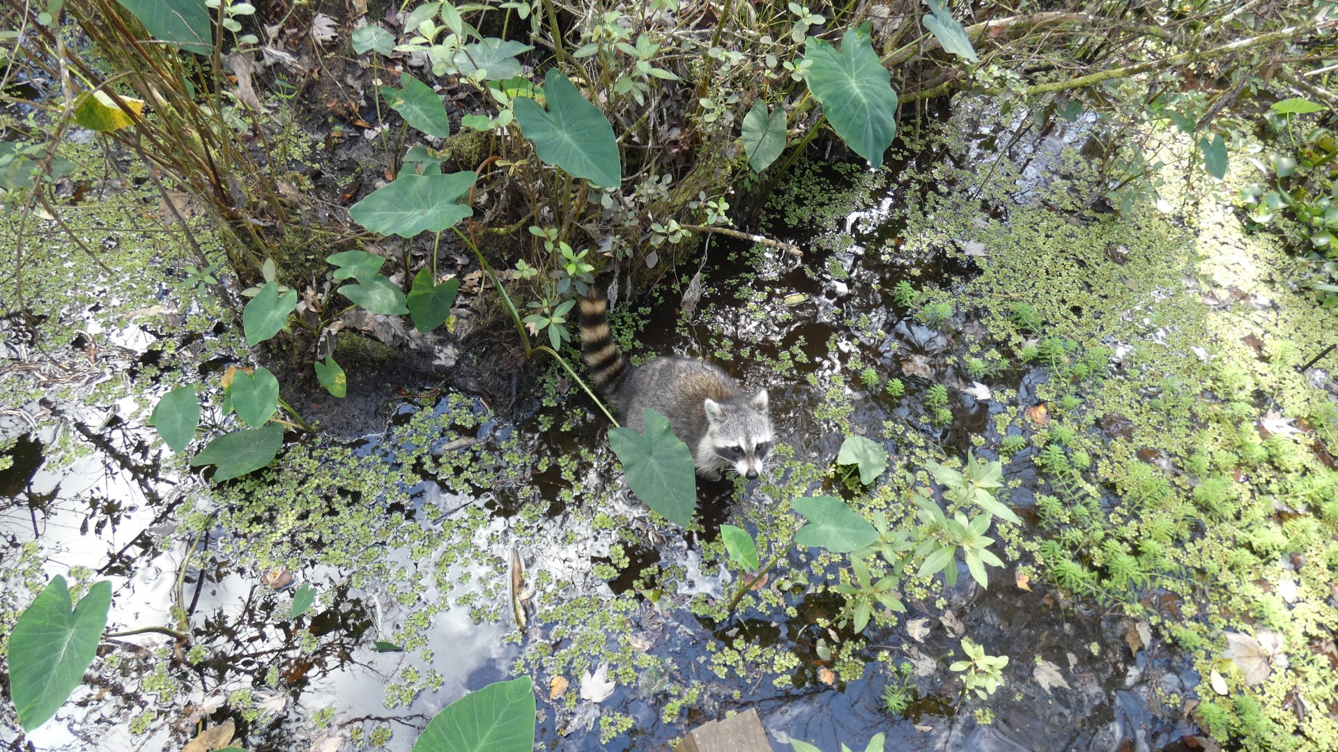 Wild Raccoon, Swamp Walk - Jan. 2022