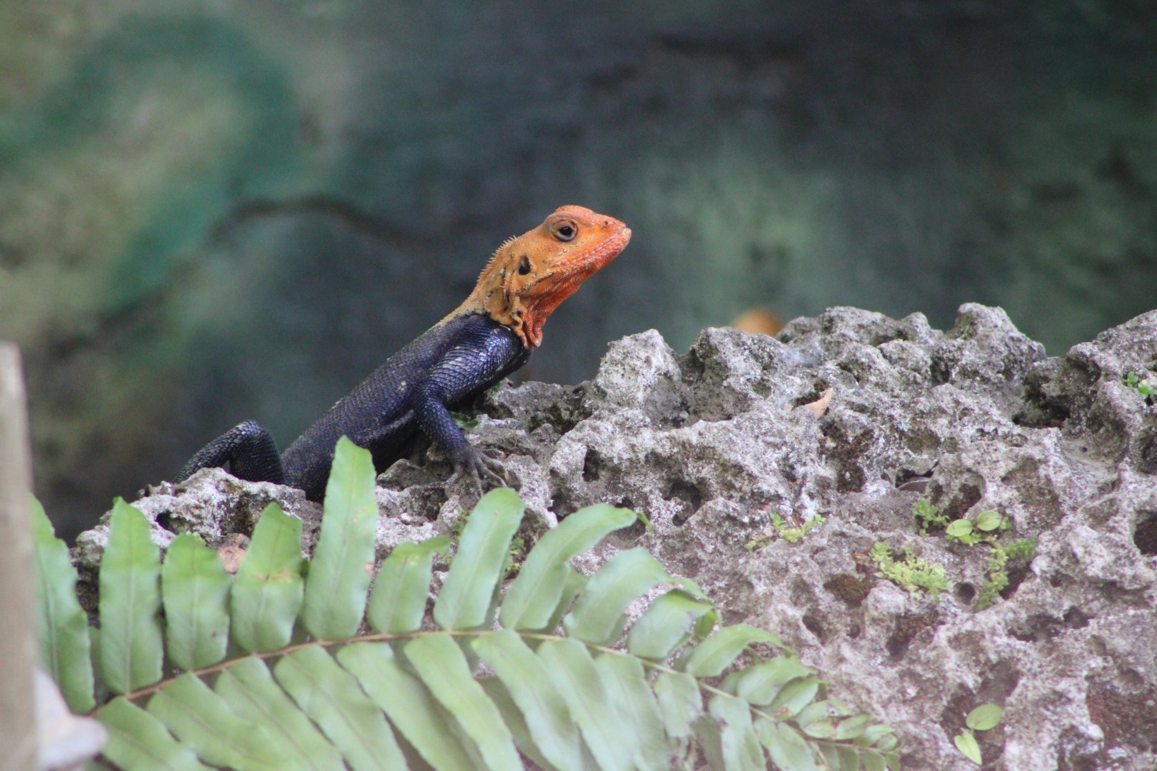 (Wild) Rainbow Agama (Agama picticauda)