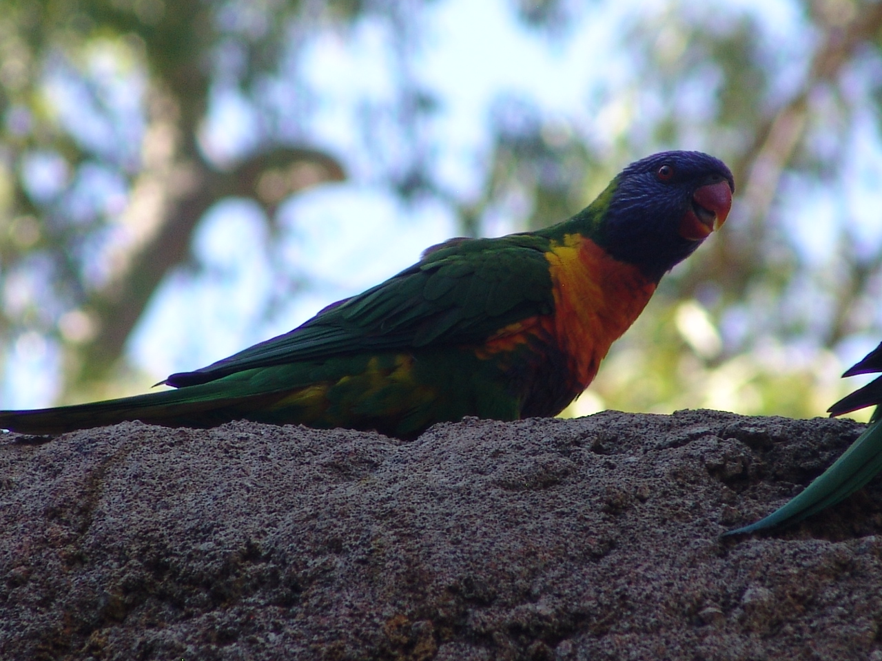 Wild Rainbow Lorikeet (Trichoglossus haematodus) at the zoo