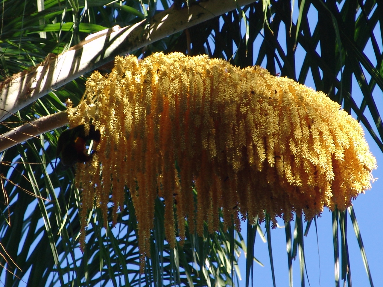 Wild Rainbow Lorikeet (Trichoglossus haematodus) feeding on nectar of a blo