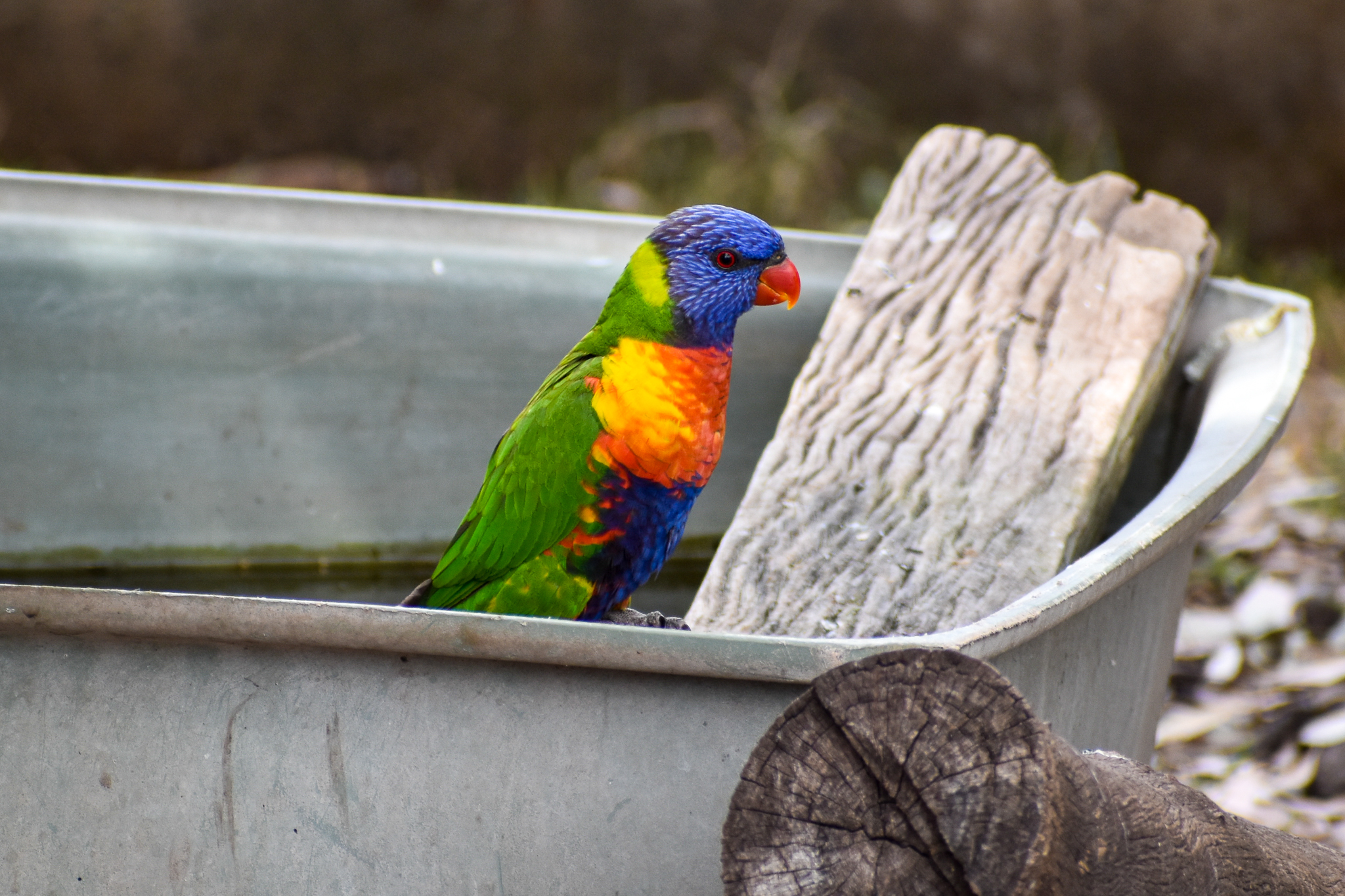 wild - Rainbow Lorikeet (Trichoglossus moluccanus)