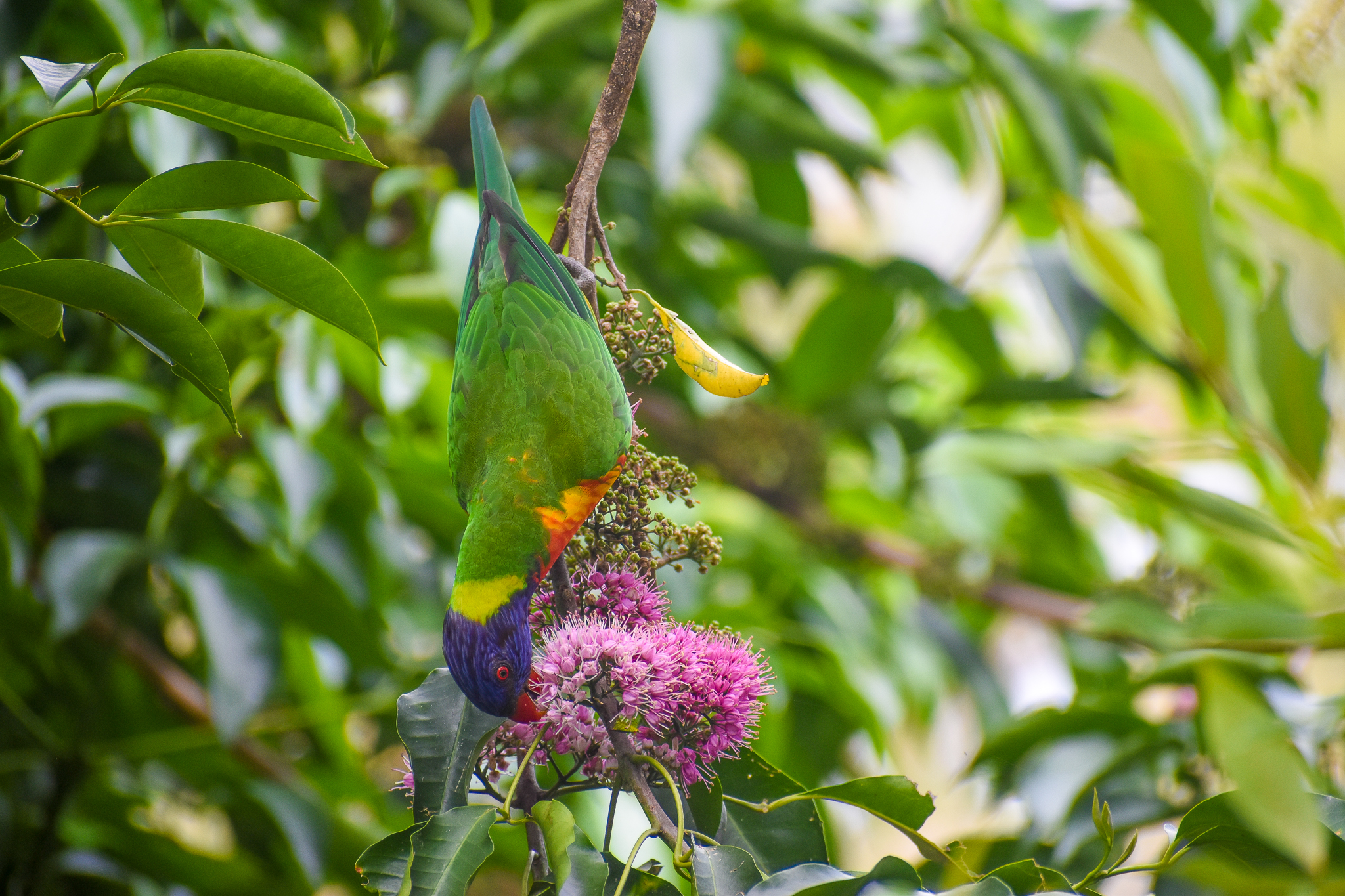 wild - Rainbow Lorikeet