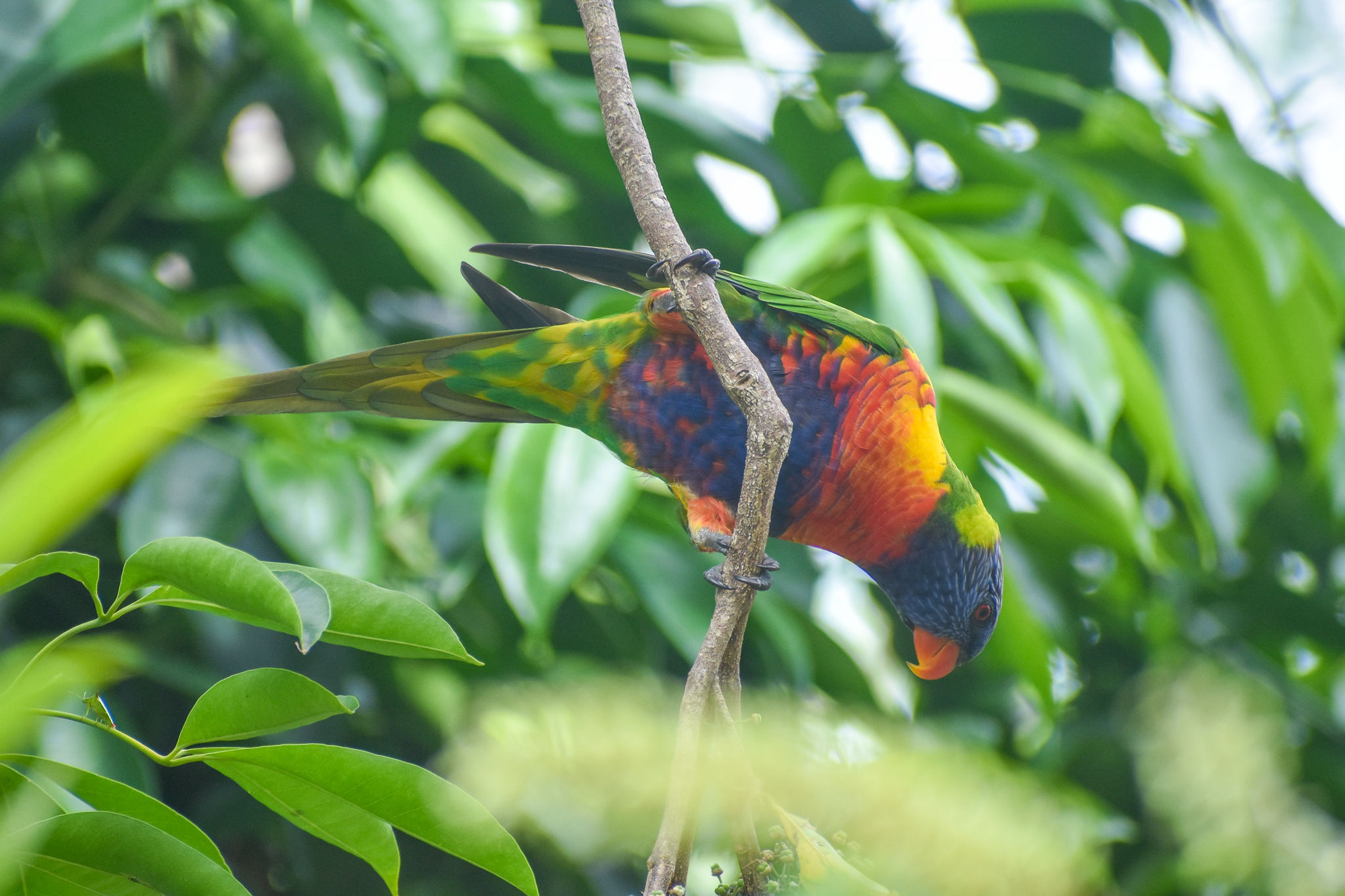 wild - Rainbow Lorikeet