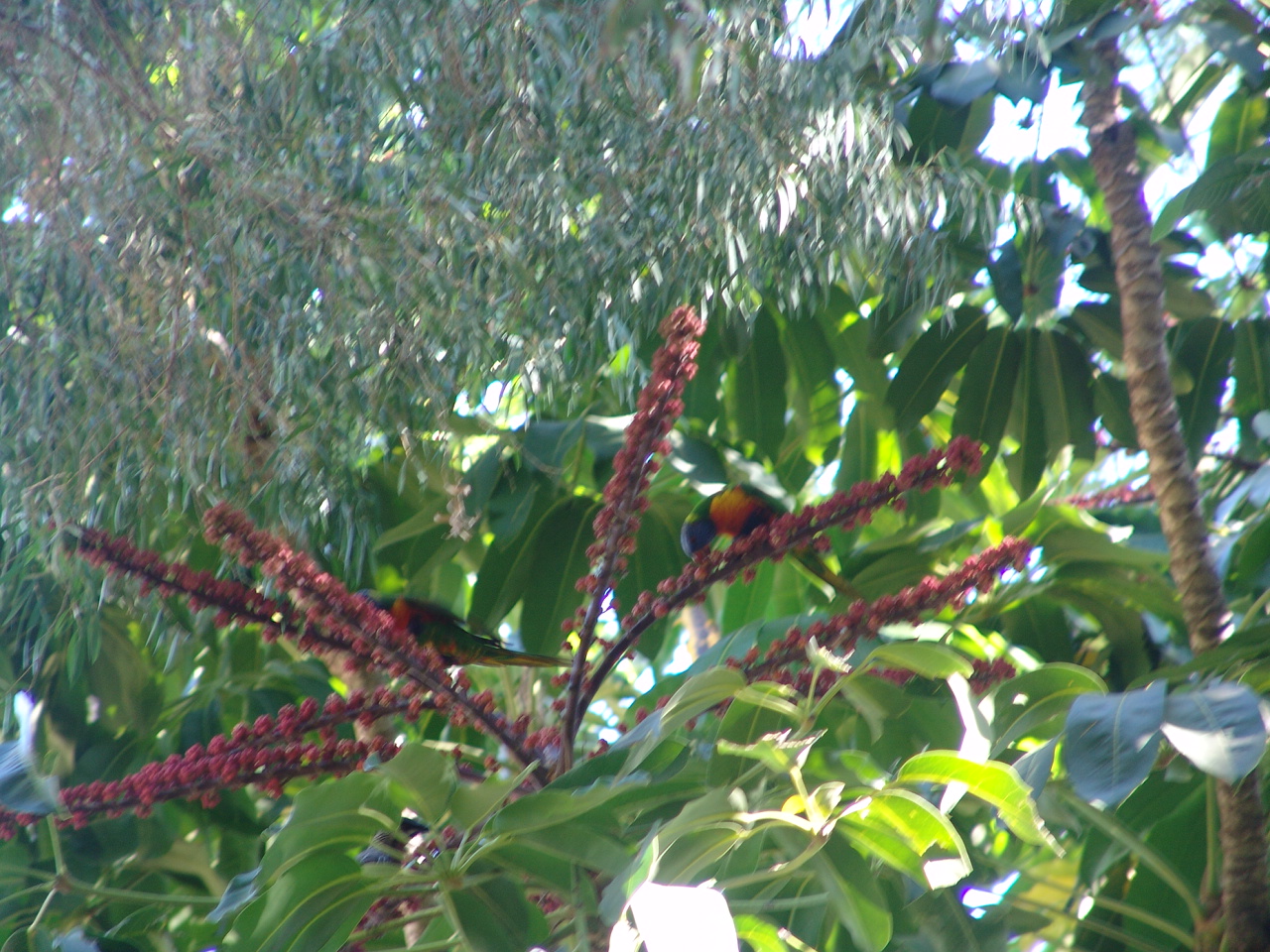 Wild Rainbow Lorikeets (Trichoglossus haematodus) feeding on nectar from bl