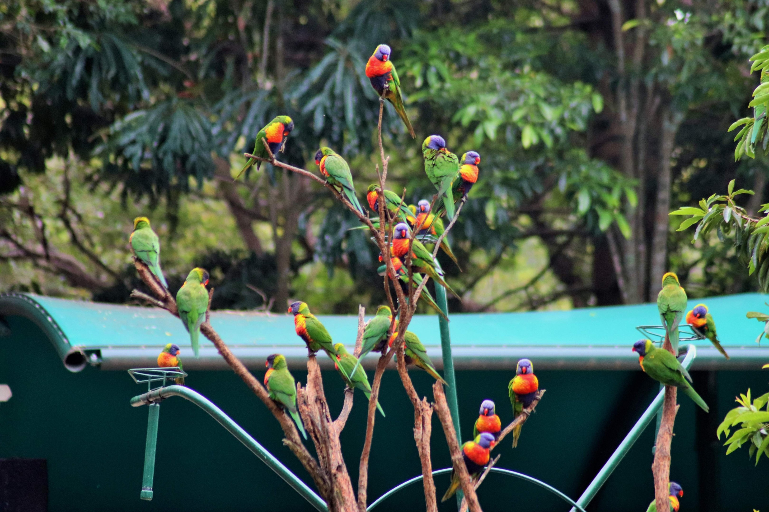 Wild Rainbow Lorikeets (Trichoglossus moluccanus)