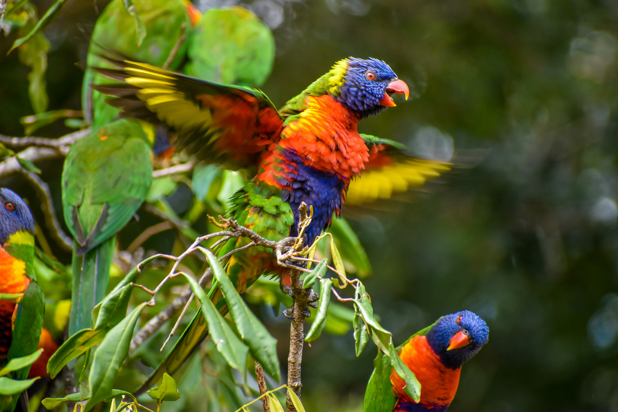 wild - Rainbow Lorikeets